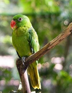 蓝背鹦鹉 / Blue-backed Parrot / Tanygnathus sumatranus