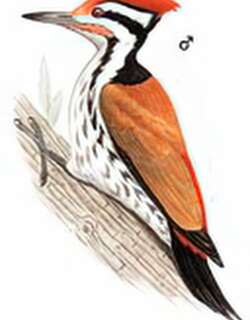 喜山金背三趾啄木鸟 / Himalayan Flameback
