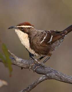 栗冠弯嘴鹛 / Chestnut-crowned Babbler / Pomatostomus ruficeps
