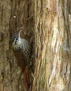 扇形䴕雀 / Scalloped Woodcreeper / Lepidocolaptes falcinellus