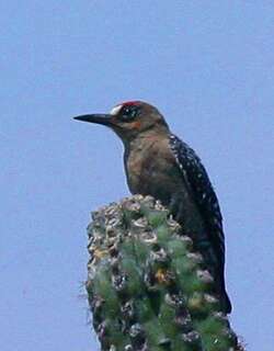 灰胸啄木鸟 / Grey-breasted Woodpecker / Melanerpes hypopolius
