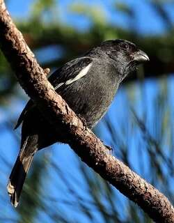 古巴黑雀 / Cuban Bullfinch / Melopyrrha nigra