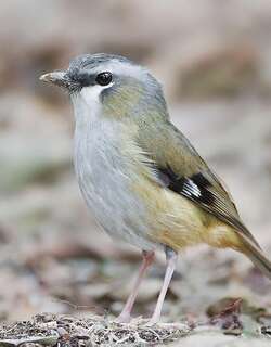 灰头丛鹟 / Grey-headed Robin / Heteromyias cinereifrons