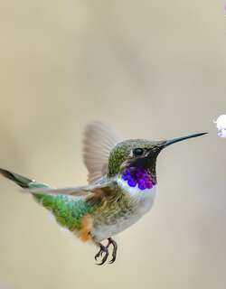 智利蜂鸟 / Chilean Woodstar / Eulidia yarrellii