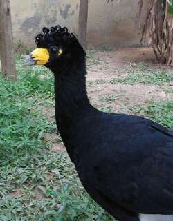 黑凤冠雉 / Black Curassow / Crax alector