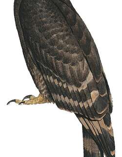 黑长尾鵟 / Black Honey Buzzard / Henicopernis infuscatus