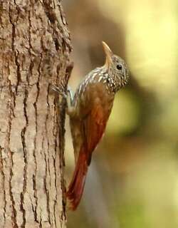 纵纹䴕雀 / Striped Woodcreeper / Xiphorhynchus obsoletus