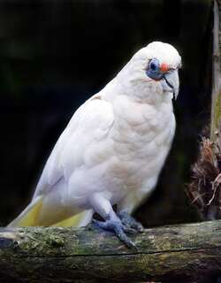 西长嘴凤头鹦鹉 / Western Corella / Cacatua pastinator