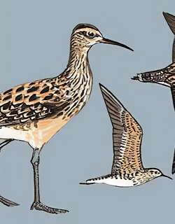 小杓鹬 / Little Curlew / Numenius minutus