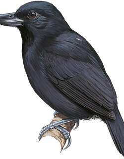 丛蚁鵙 / Rondonia Bushbird / Clytoctantes atrogularis