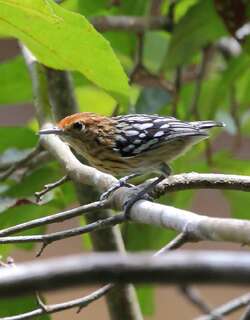 亚马孙纵纹蚁鹩 / Amazonian Streaked Antwren / Myrmotherula multostriata