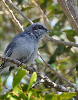 花脸蚋莺 / Masked Gnatcatcher / Polioptila dumicola
