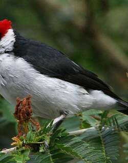 黑脸蜡嘴鹀 / Masked Cardinal / Paroaria nigrogenis