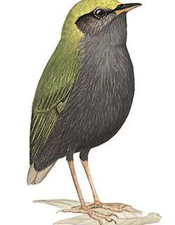 金冠地莺 / Slaty-bellied Tesia / Tesia olivea