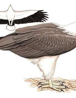 白腹海雕 / White-bellied Sea Eagle / Haliaeetus leucogaster