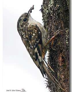 四川旋木雀 / Sichuan Treecreeper / Certhia tianquanensis