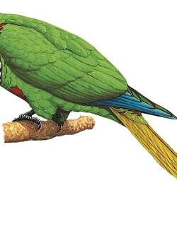 辉翅鹦哥 / Blaze-winged Parakeet / Pyrrhura devillei