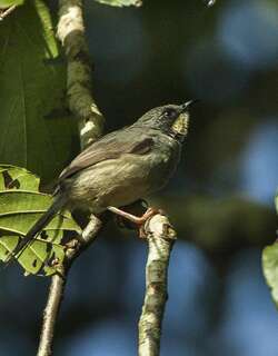 白额山鹪莺 / White-chinned Prinia / Schistolais leucopogon