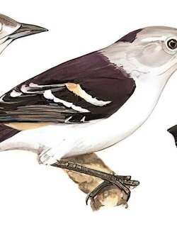 北椋鸟 / Daurian Starling / Agropsar sturninus