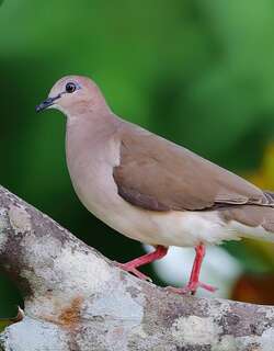 白额棕翅鸠 / White-tipped Dove / Leptotila verreauxi