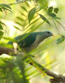 暗颏果鸠 / Banggai Fruit Dove / Ptilinopus subgularis