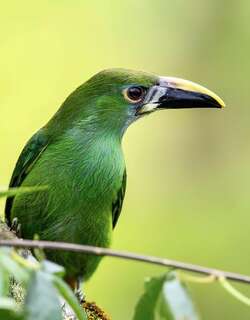 绿巨嘴鸟 / Emerald Toucanet / Aulacorhynchus prasinus