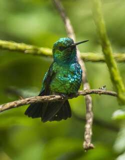 蓝尾翠蜂鸟 / Blue-tailed Emerald / Chlorostilbon mellisugus