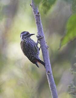 金背啄木鸟 / Abyssinian Woodpecker / Dendropicos abyssinicus