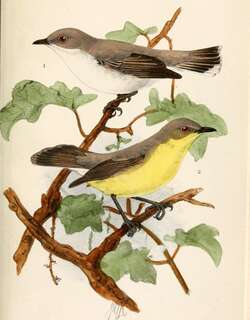 纯色噪刺莺 / Plain Gerygone / Gerygone inornata