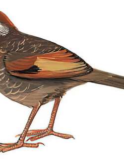 红头噪鹛 / Chestnut-crowned Laughingthrush / Trochalopteron erythrocephalum