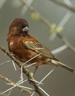 栗麻雀 / Chestnut Sparrow / Passer eminibey