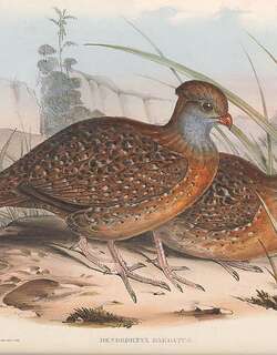 须林鹑 / Bearded Wood Partridge / Dendrortyx barbatus