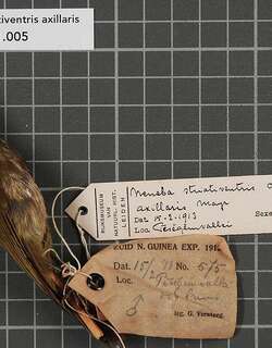 纹啄果鸟 / Streaked Berrypecker / Melanocharis striativentris