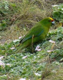 查岛鹦鹉 / Chatham Parakeet / Cyanoramphus forbesi