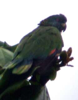 圣卢西亚鹦哥 / St. Lucia Amazon / Amazona versicolor