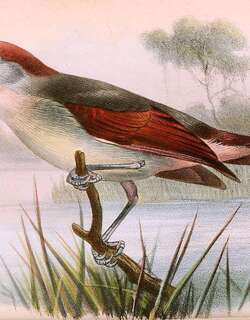 红颊饰眼鹟 / Red-cheeked Wattle-eye / Platysteira blissetti