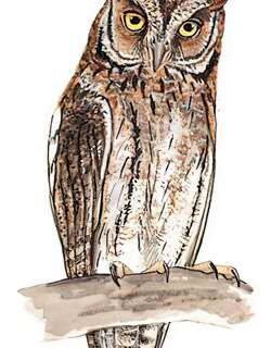 琉球角鸮 / Ryukyu Scops Owl / Otus elegans
