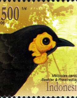 烟雾食蜜鸟 / Wattled Smoky Honeyeater / Melipotes carolae