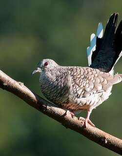 鳞斑地鸠 / Scaled Dove / Columbina squammata