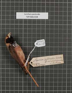 斑胸文鸟 / Pictorella Mannikin / Heteromunia pectoralis