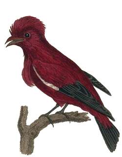绯红果伞鸟 / Crimson Fruitcrow / Haematoderus militaris