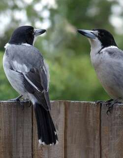 灰钟鹊 / Grey Butcherbird / Cracticus torquatus