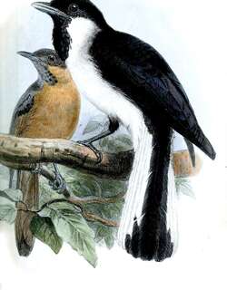 黑羽缘王鹟 / Black-tipped Monarch / Symposiachrus loricatus