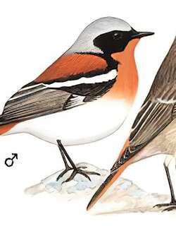红背红尾鸲 / Eversmann’s Redstart / Phoenicurus erythronotus