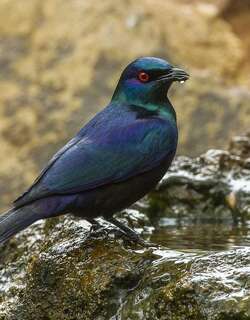 黑腹辉椋鸟 / Black-bellied Starling / Notopholia corusca