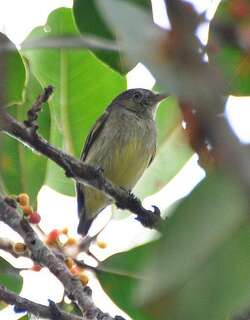 侏霸娇鹟 / Dwarf Tyrant-Manakin / Tyranneutes stolzmanni