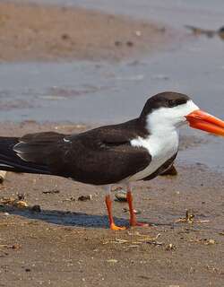 非洲剪嘴鸥 / African Skimmer / Rynchops flavirostris