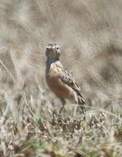 比氏百灵 / Beesley’s Lark / Chersomanes beesleyi