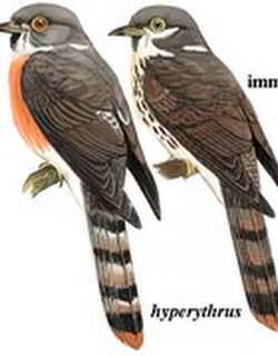 棕腹杜鹃 / Hodgson’s Hawk-Cuckoo