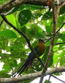 亚马逊翠鴗 / Amazonian Motmot / Momotus momota